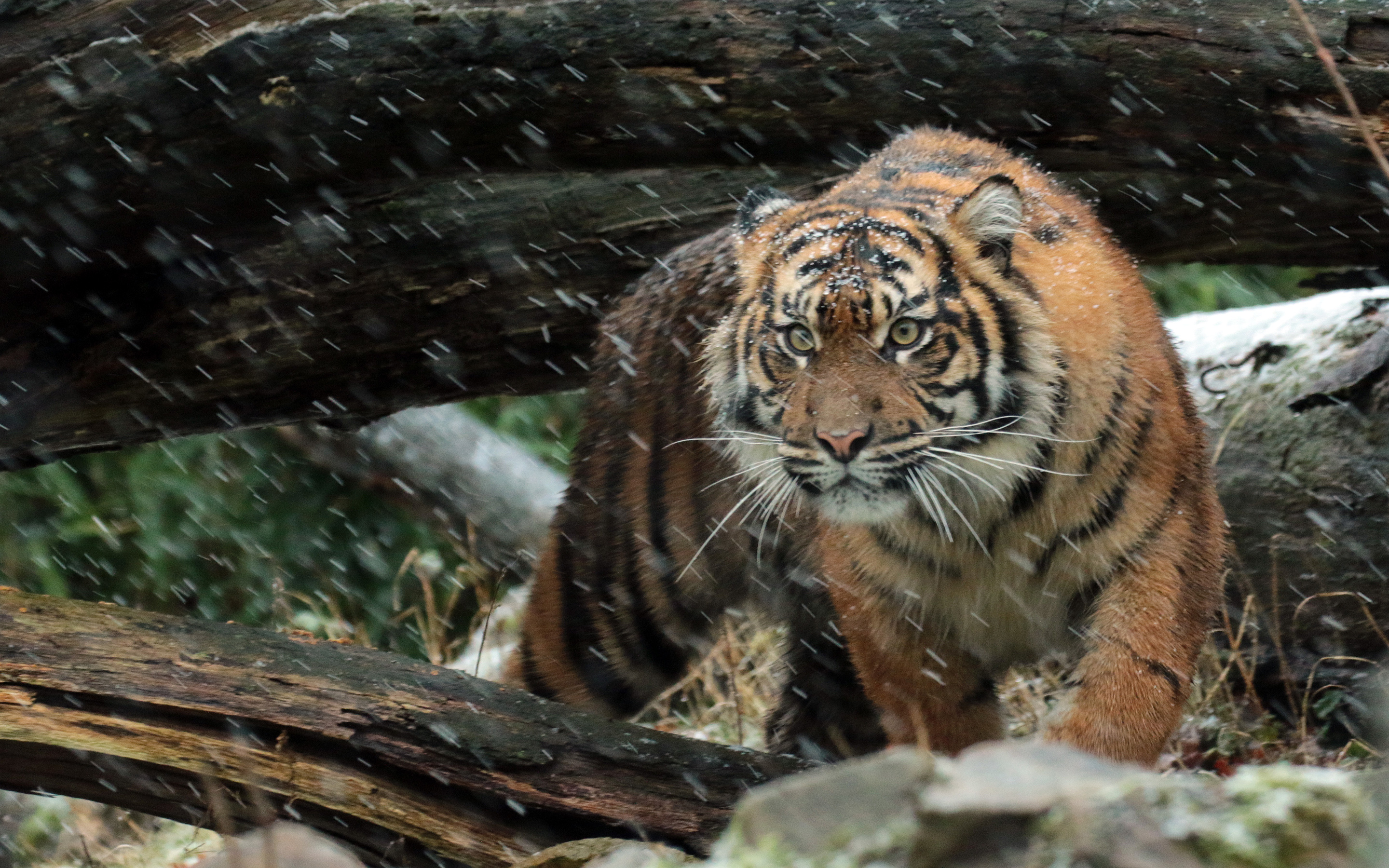 Wild Sumatran Tiger 4K362722478